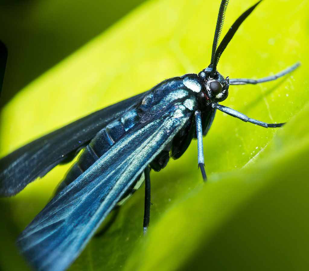 Como fazer fotografia Macro - Safari no jardim 2 663525Mariposa blue blog | Arte | fotografia, insetos, macro